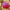 African Net Sponge (Rose & Light Purple) – Product Homepage Image